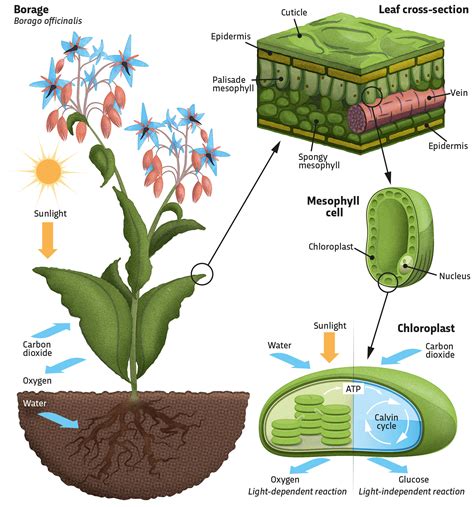 Green Plants Photosynthesis