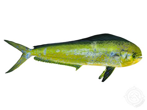 Mahi Mahi Fish Wallpaper