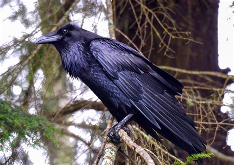Ravens and Crows and Ravens, Oh My! | birdingthebrookeandbeyond