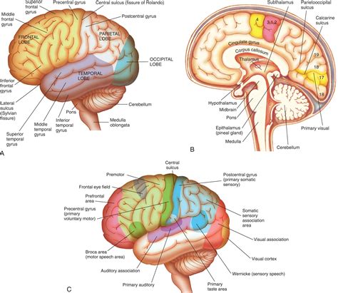 15: Structure and Function of the Neurologic System