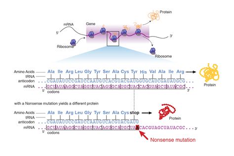 Image result for Stop Codons Nonsense Mutations
