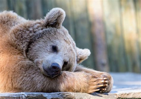 What prevents blood clots in hibernating bears? - Earth.com