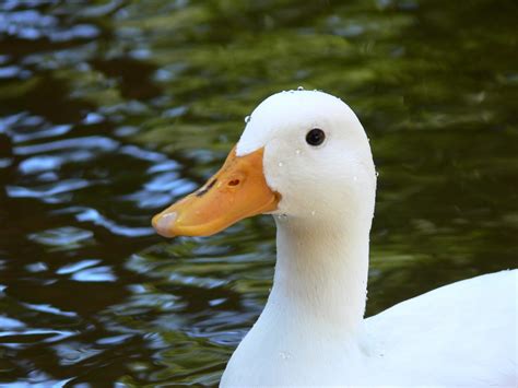 Image result for Duck Number Code in Python Using Count