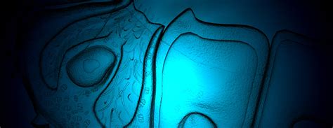 Antiparietal cell antibody test