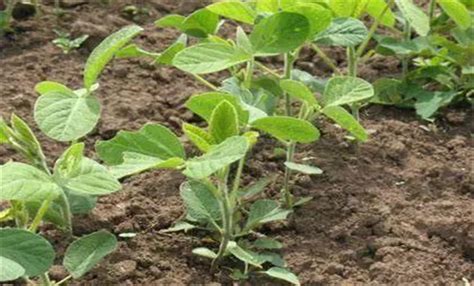 大豆栽培管理技术的六个要点与注意事项 - 农业百科