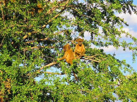 PRIDE LANDS SAFARIS ZIMBABWE (2026) All You Need to Know BEFORE You Go ...