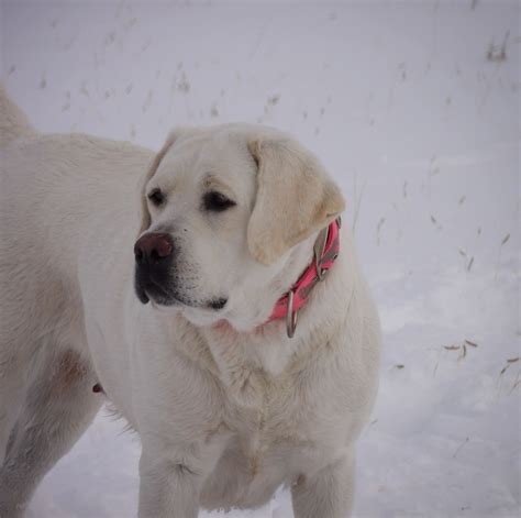 White English Labrador Retriever