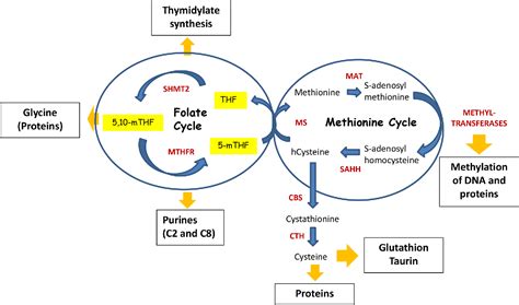 Image result for Purine Synthesis Folate