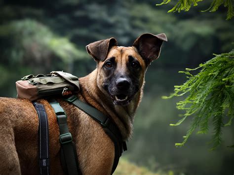 谷歌地图 Ai 的图像结果