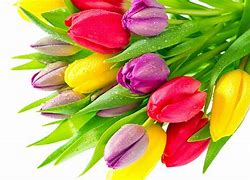 Image result for Cute Spring Screensavers