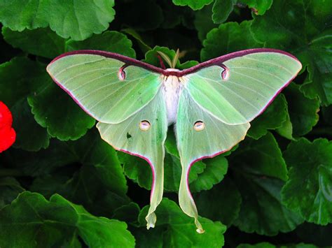 Habits and Traits of Luna Moth, Actias luna