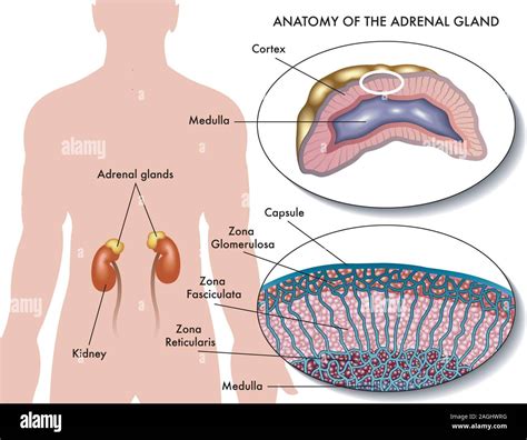 Medical illustration of anatomy of adrenal gland Stock Vector Image ...