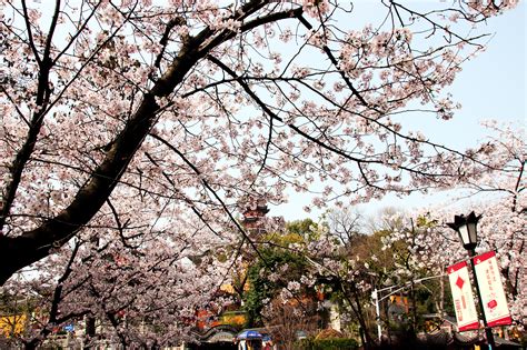 又是一年樱花季-鸡鸣寺|摄影|风光摄影|ICELK - 原创作品 - 站酷 (ZCOOL)