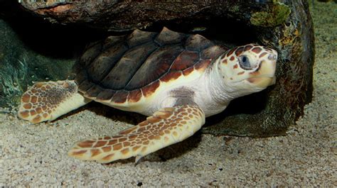 Rezultat imagine pentru Turtle without Shell