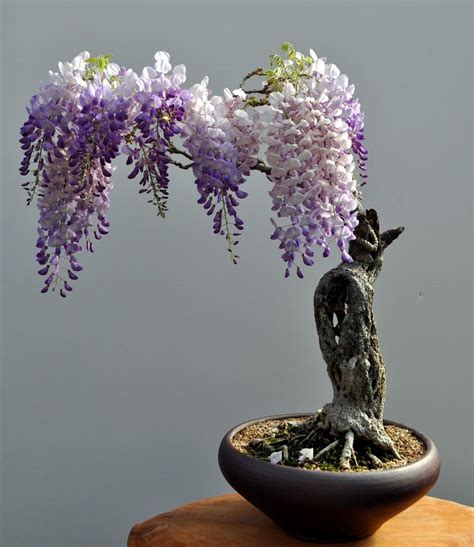 Can You Grow Wisteria From Seed