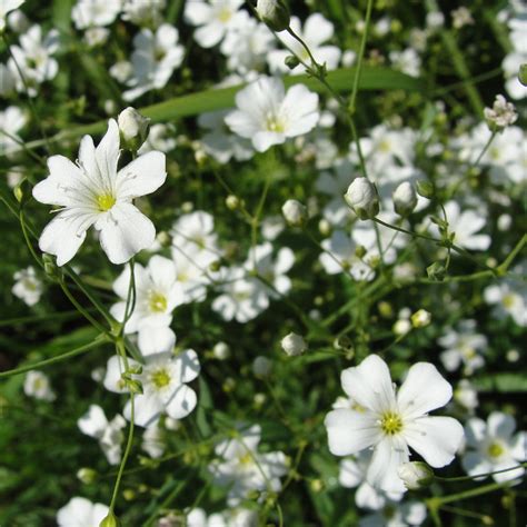 Gypsophila Elegans Babys Breath