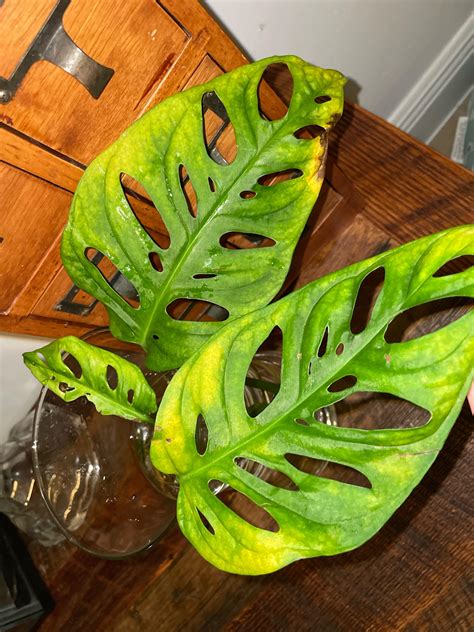 Monstera adansonii yellowing in water : r/plantclinic