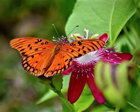 Image result for Windows Forms DataGridView Example