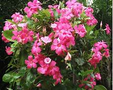 fiori tropicali il giardino delle naiadi fiori tropicali la mandevilla fiori tropicali il giardino delle naiadi fiori tropicali la mandevilla