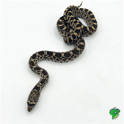 Bull Snake Baby Baby Kansas Bullsnake For Sale – O.T.W Exotics