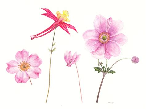 Rachel Pedder-Smith, Four Pink Flowers, 14 x 19.5 cm | Jonathan Cooper ...