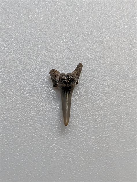 anomotodon? purse State Park MD : r/sharkteeth