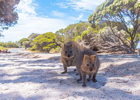 Where Does Quokka Live