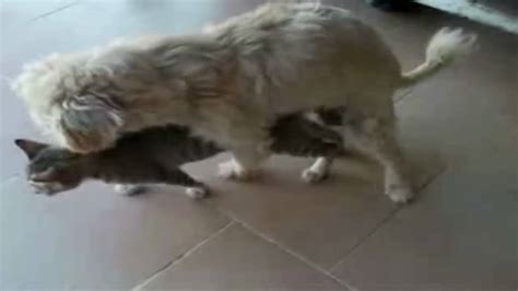 Dog having Sex with Cat 2 - YouTube