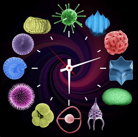 Image result for Evolution in the Time Machine