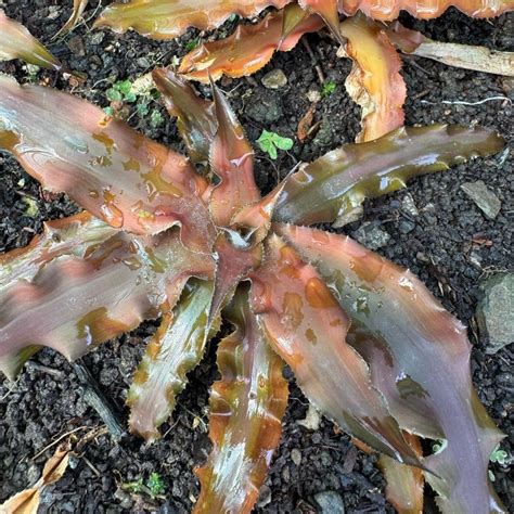 Cryptanthus Acaulis Var Ruber – Earth Star Indoor Plant Online
