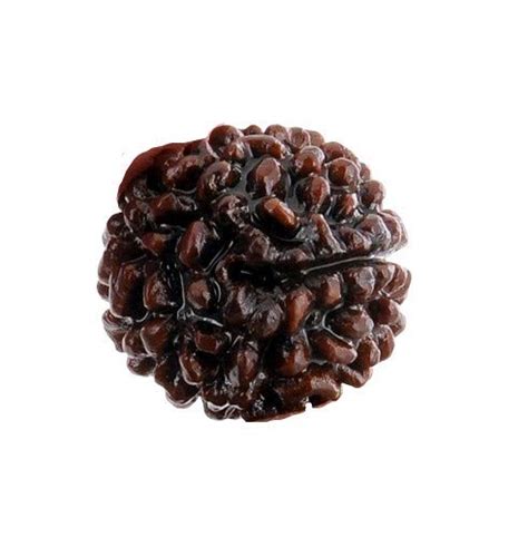 The Millennum Gallery Nepali One Mukhi GOL Dana Pure 1 Mukhi Rudraksha ...