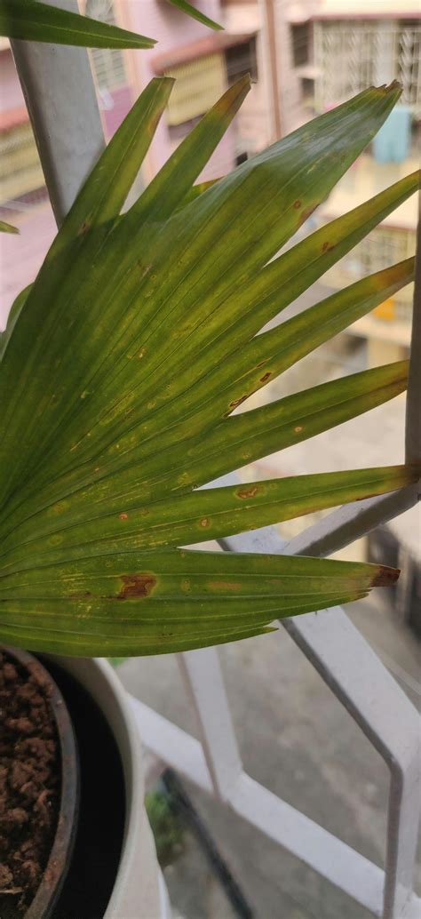 Buy table palm - umbrella palm plant online at best price