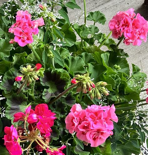 How To Care For Geraniums In Pots