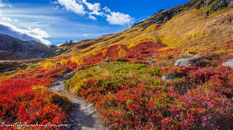 Washington Fall Colors 的图像结果