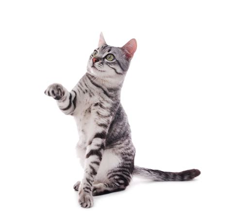 Image result for Cat Intelligence Test