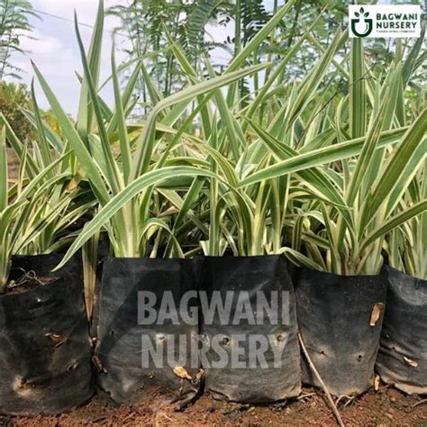 Variegated Dianella Tasmanica | Flax Lily | Bagwani Nursery | Wholesal