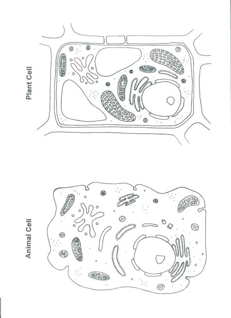 Biology Coloring Pages 的图像结果