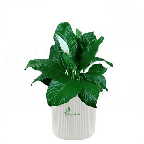Peace Lily Sensation