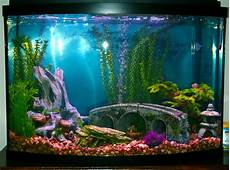 Aquarium Designs For Fish by Decor For Fish Tanks Aquarium Aquarium Design Ideas Aquarium Designs For Fish