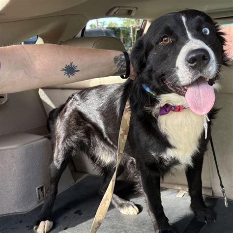 Lucky Mutts Rescue (@luckymuttswi) • Instagram photos and videos