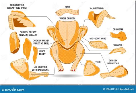 Chicken Meat Anatomy Diagram at Beverly Calvo blog