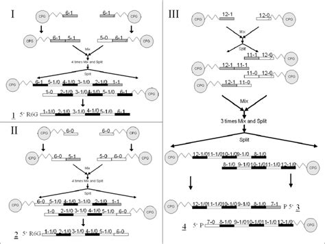 DNA Library Process 的图像结果