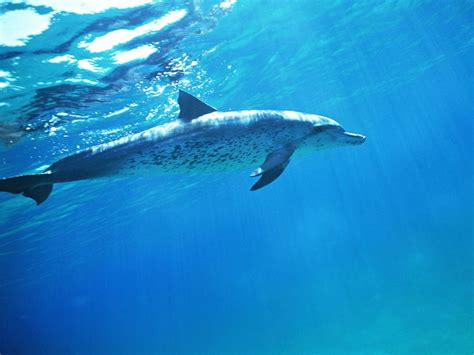 39,018 海豚库存照片 — Dreamstime中的免费和免版税库存照片