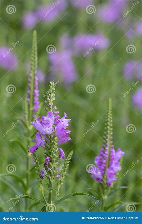 Plantas Obedientes Fitosostegia Virginiana Con Flores Tubulares Rosadas Foto de archivo - Imagen ...