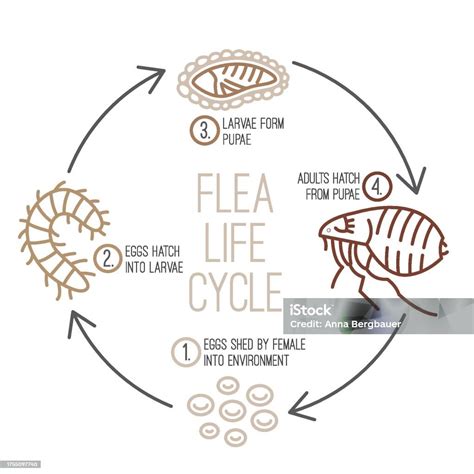 Flea Life Cycle Four Stages Vector Illustration Stock Illustration ...