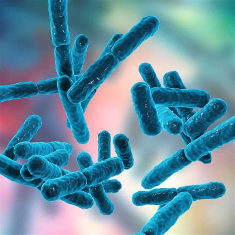17 TYPES OF GOOD BACTERIA - The List of Most Beneficial Species of Probiotics Lactobacillus and ...