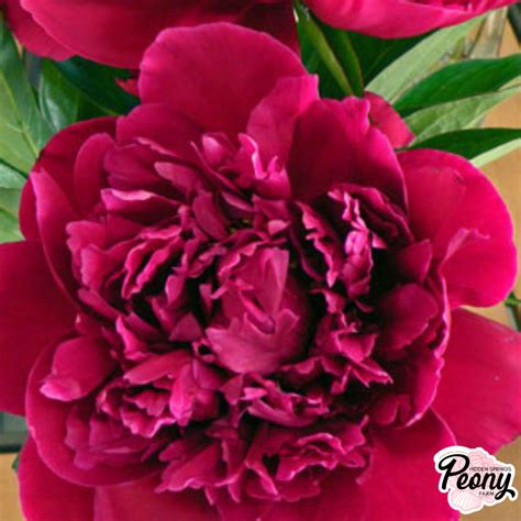 Fern Leaf Peony (P. Tenuifolia) — Hidden Springs Peony Farm