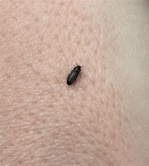 Is this a red flour beetle? : r/whatisthisbug