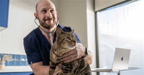 Hello Vet - Small Business Success Stories - Apple (IN)