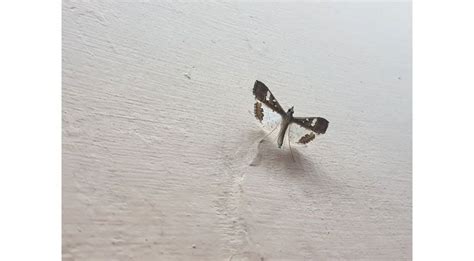 Why I Love Samsung’s Galaxy Note 8 Phablet But Will Never Buy One